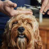 Splash into Safety: Grooming Tips to Keep Your Pet Monsoon-Ready