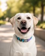 Tori Boink® Smart QR Collar – Blue-Pink Gradient