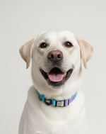 Tori Boink® Smart QR Collar – Blue-Pink Gradient