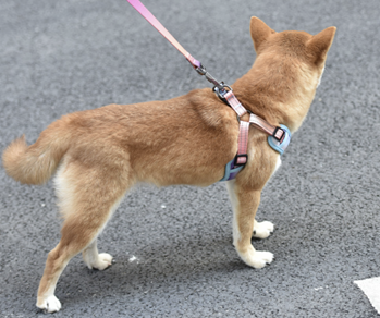 Tori Boink® Step-In Harness – Sunset Gradient