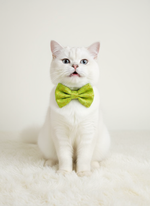 Lush Lime Brocade Bowtie