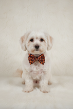 Leopard prints Bow Tie