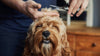 Splash into Safety: Grooming Tips to Keep Your Pet Monsoon-Ready