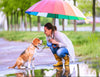 Rainy Day Woofs and Meows: Essential Tips for Monsoon Pet Care