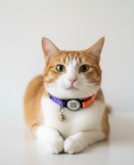 Tori Boink® Smart QR Cat Collar – Gradient