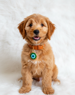 Tori Boink® Green Eye Charm