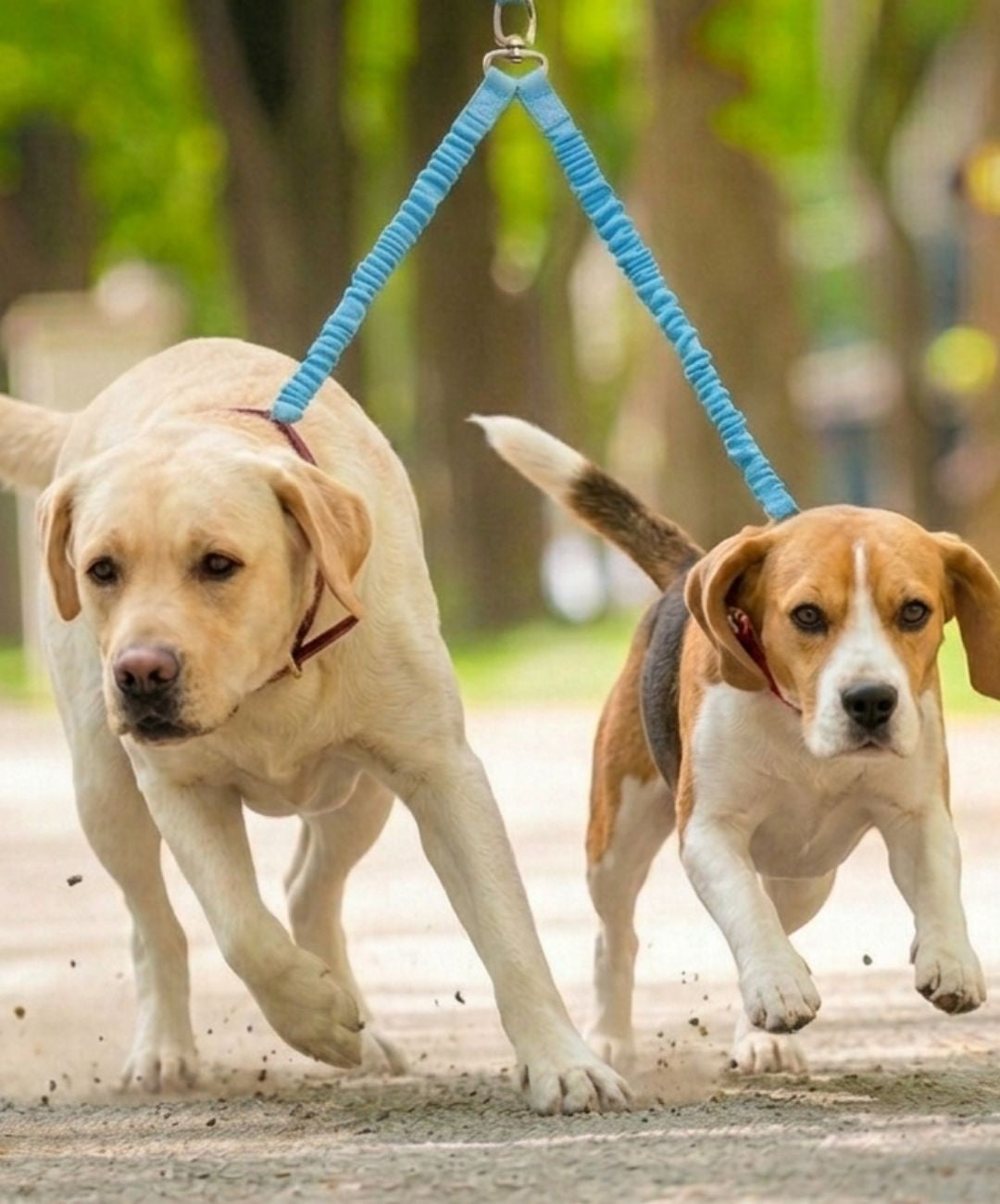 Tori Boink® Tangle Free No Pull Dual Dog Leash Attachment Blue