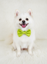 Lush Lime Brocade Bowtie