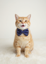 Regal Royal Blue Brocade Bowtie