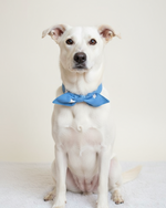 Starry Sky Knotted Bowtie