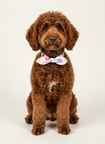 Soft Hue Knotted Bow tie