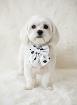 Polka Dot Sailor Bow Tie